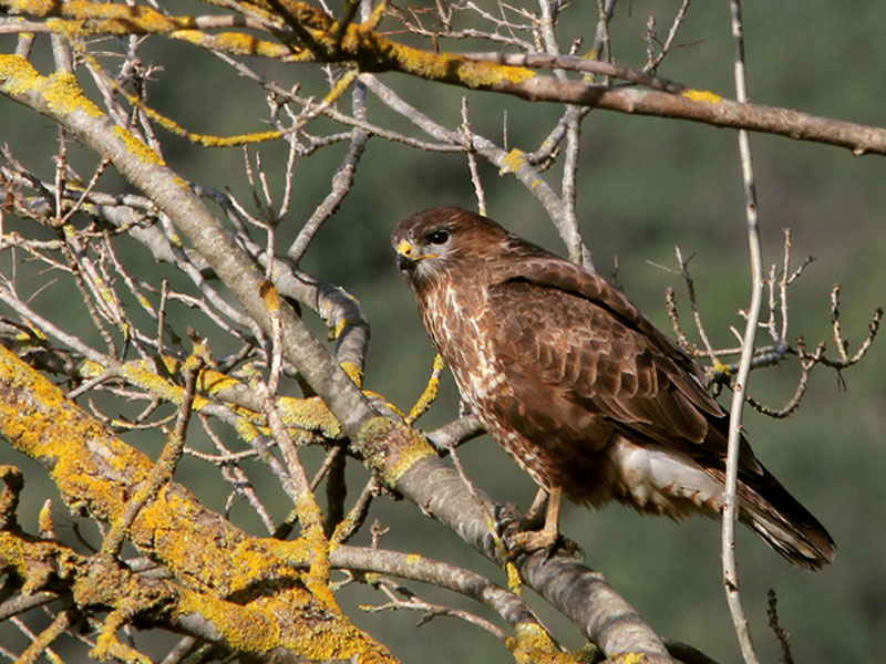 Common Buzzard
