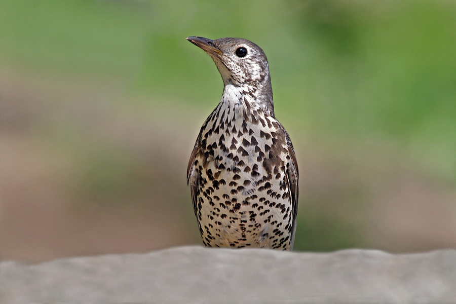 Mistle Thrush