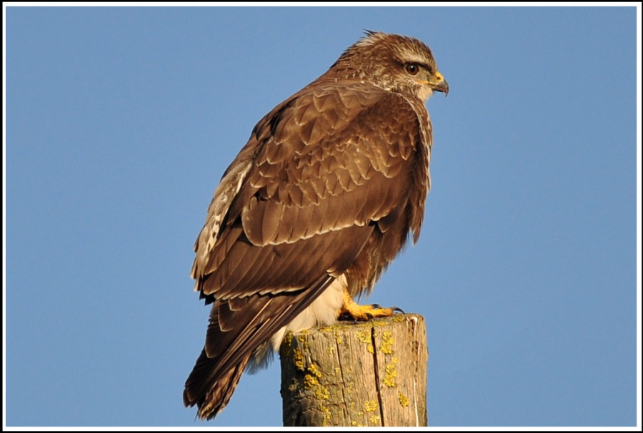 Common Buzzard