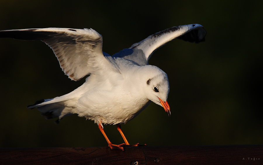 Black-headed Gull