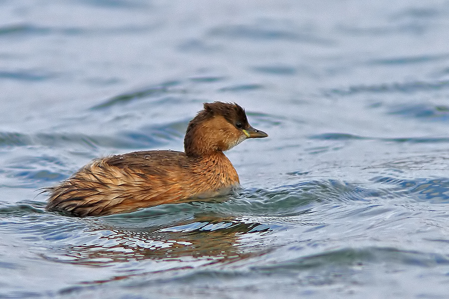 Little Grebe