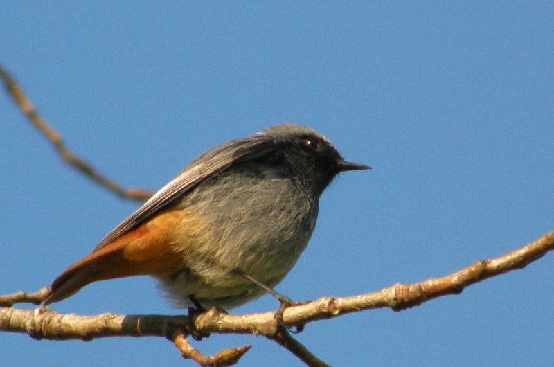 Kara Kızılkuyruk
