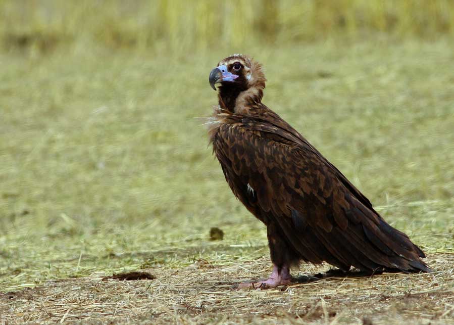 Kara Akbaba
