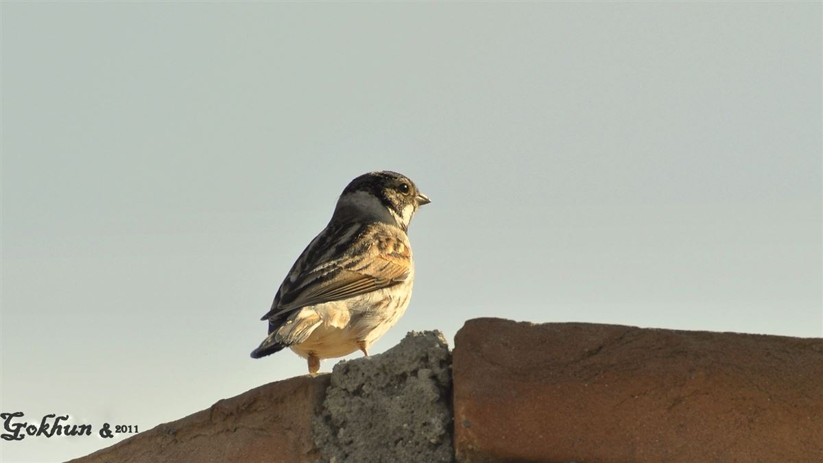Common Reed Bunting
