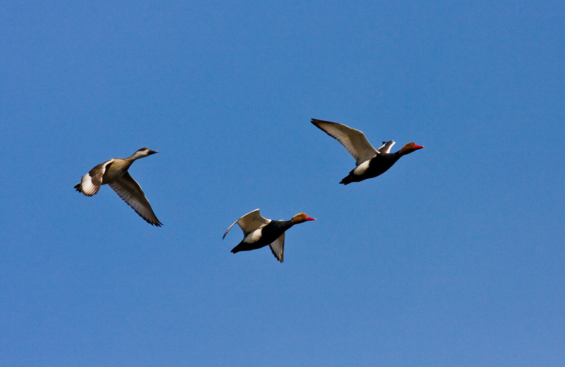 Red-crested Pochard