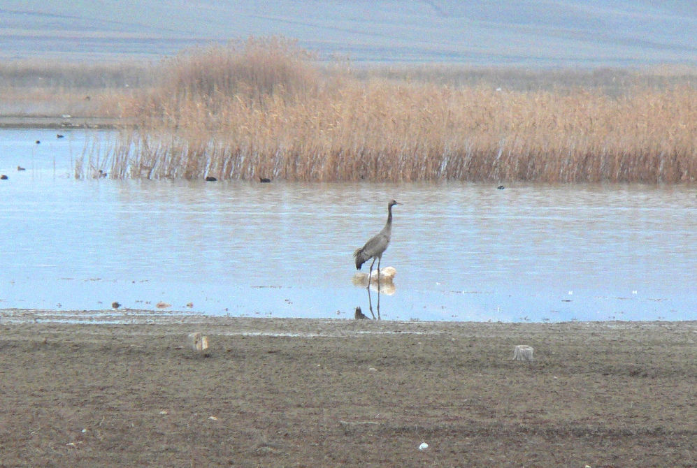 Common Crane