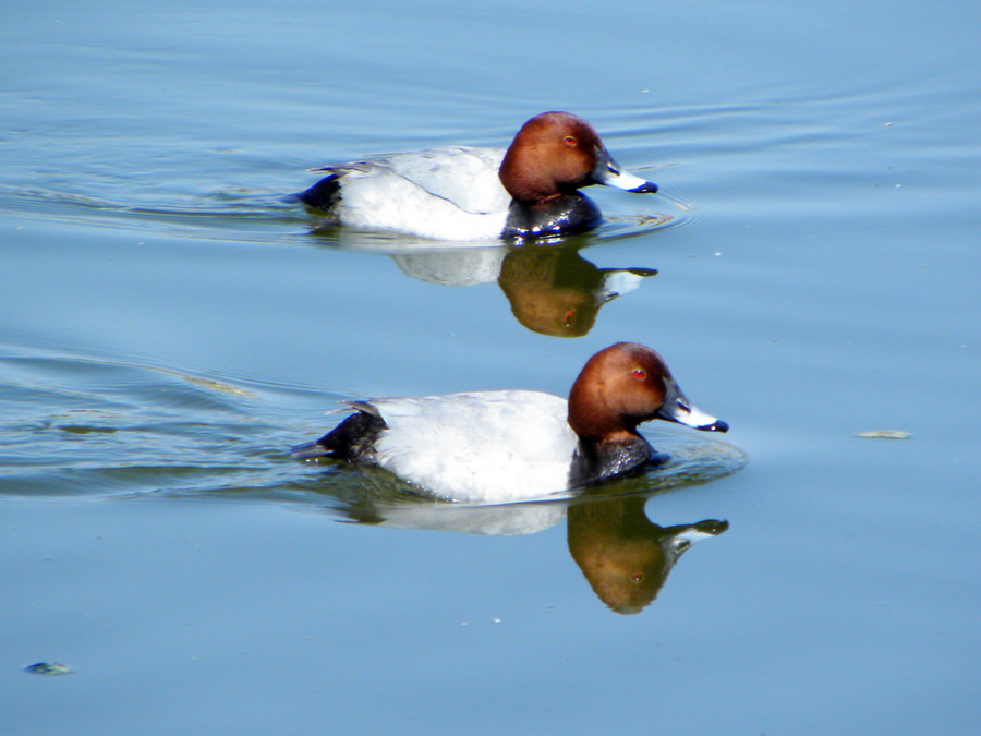 Common Pochard