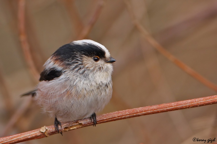 Long-tailed Tit