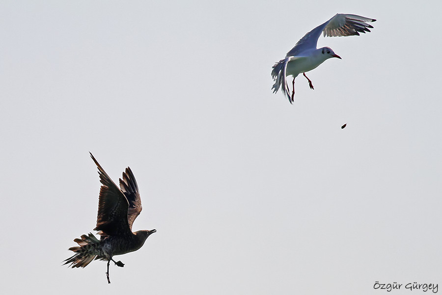 Parasitic Jaeger