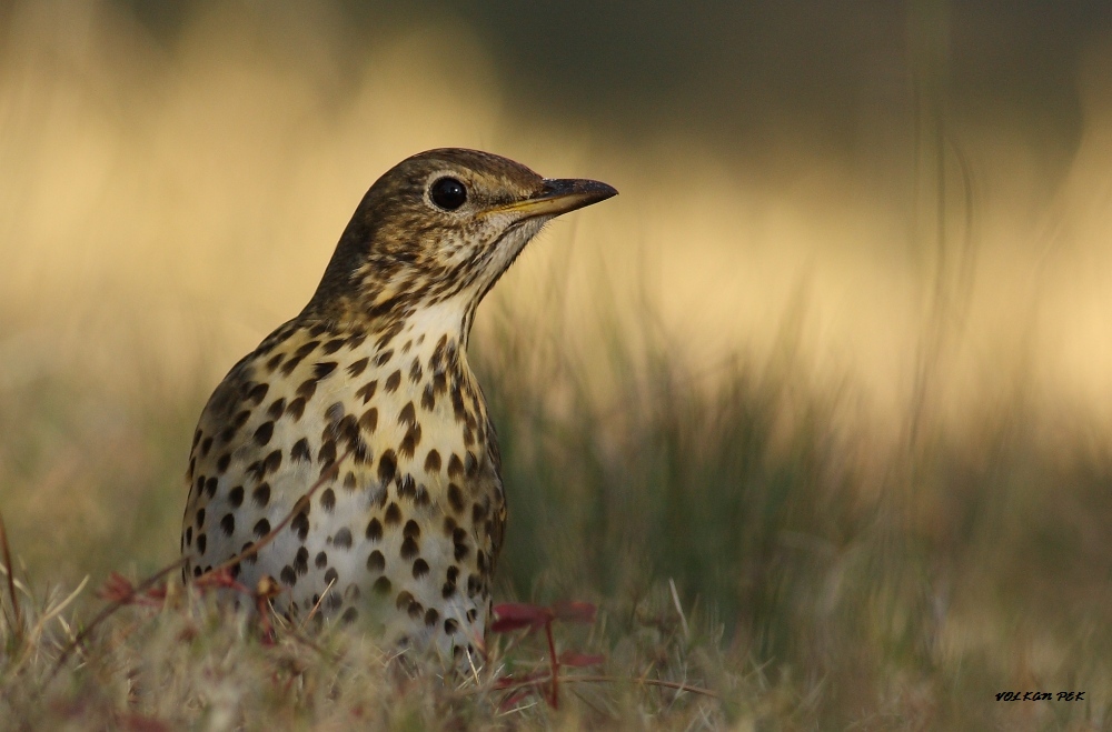 Song Thrush