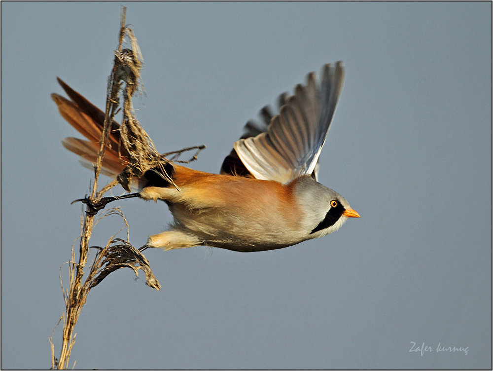 Bearded Reedling