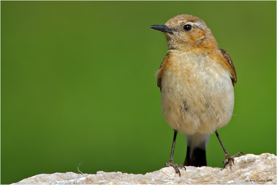 Northern Wheatear
