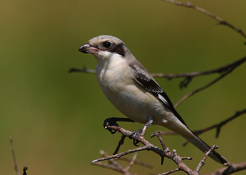 Lesser Grey Shrike