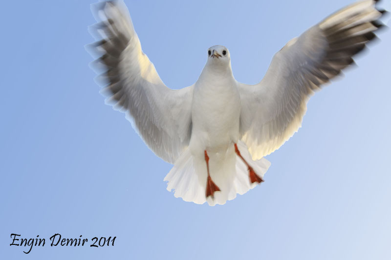 Black-headed Gull