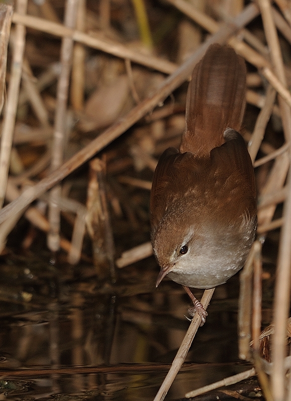 Cetti`s Warbler