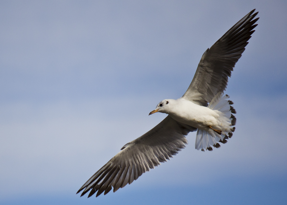 Black-headed Gull