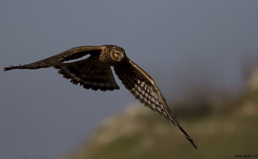 Hen Harrier