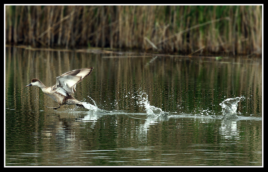 Red-crested Pochard