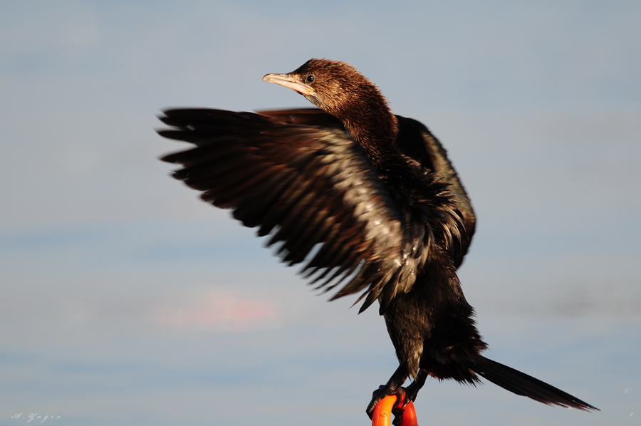 Pygmy Cormorant