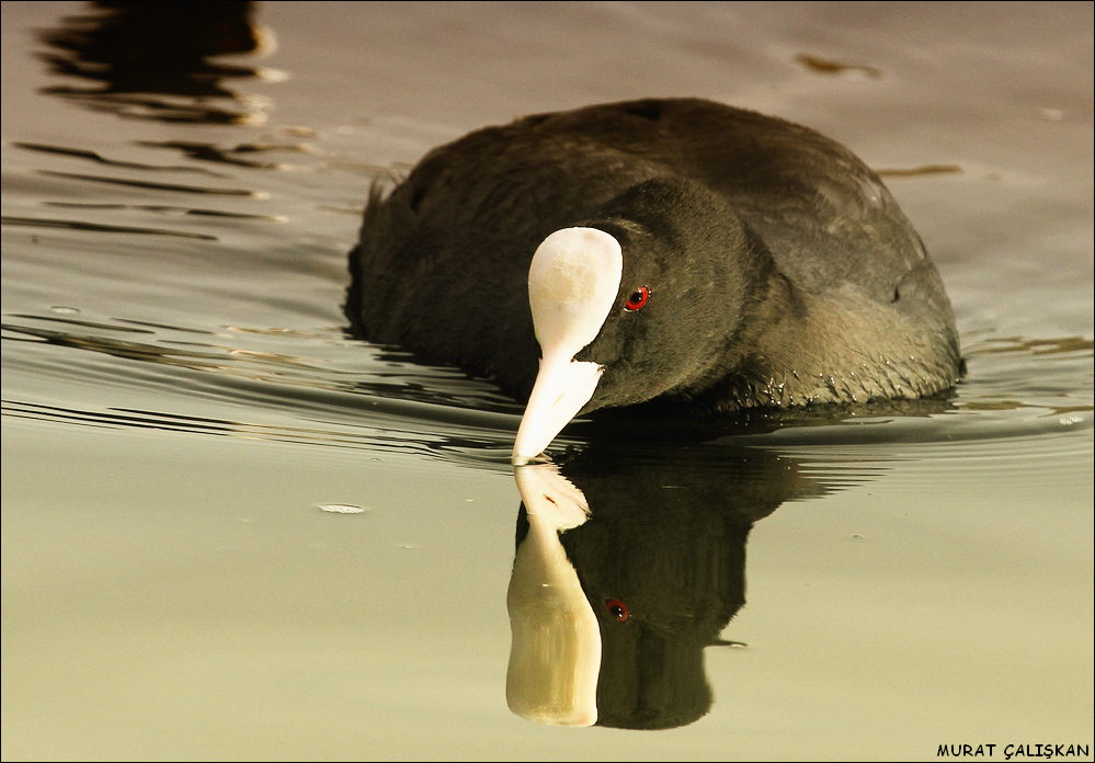 Eurasian Coot