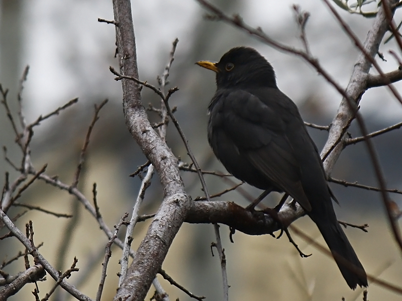 Common Blackbird