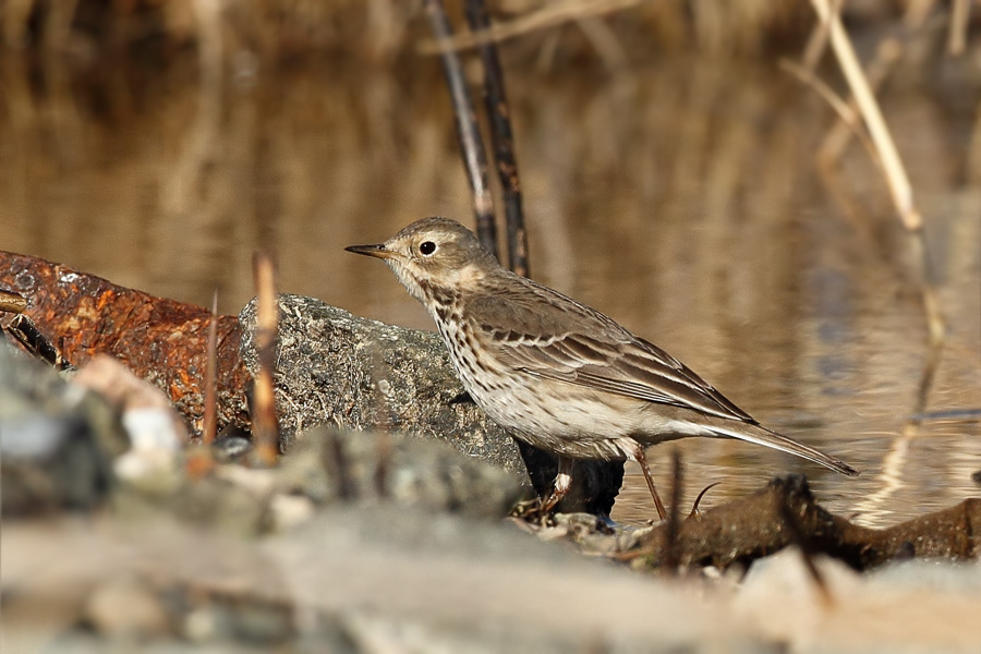 Buff-bellied Pipit