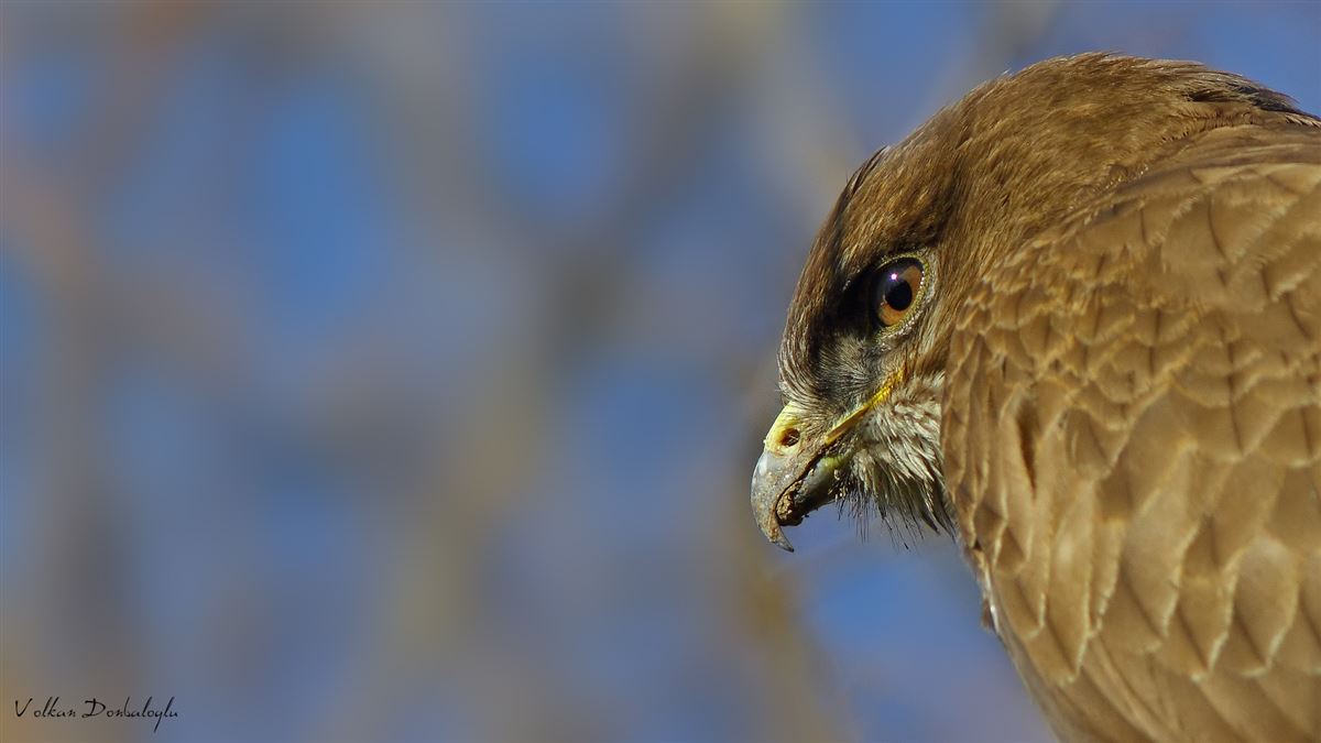 Common Buzzard