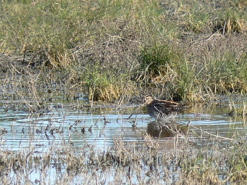 Common Snipe