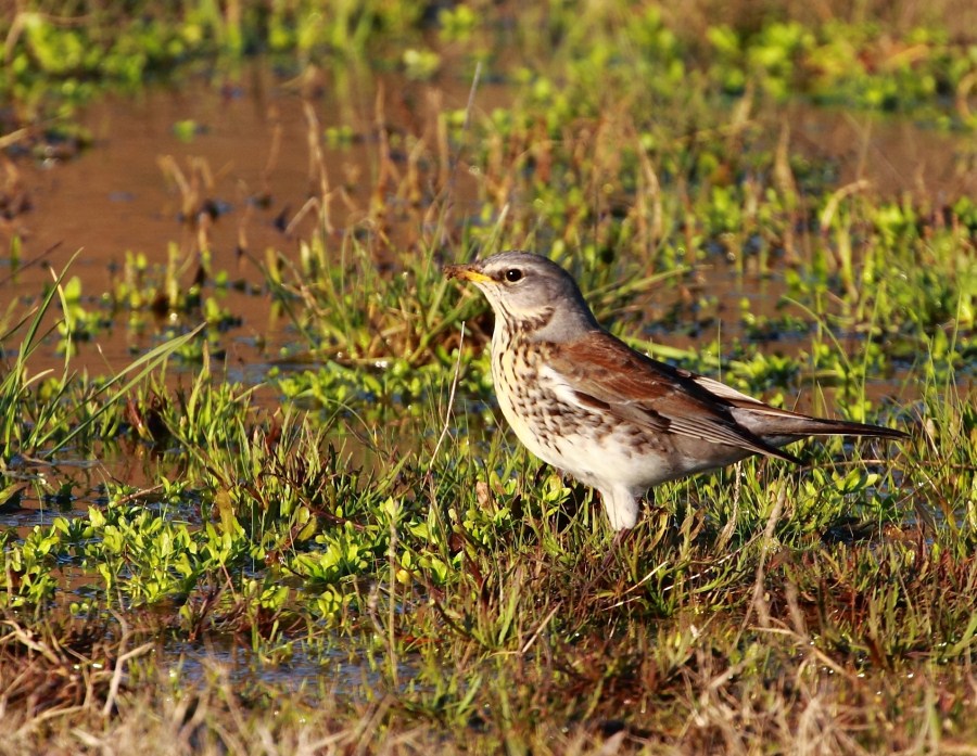 Fieldfare