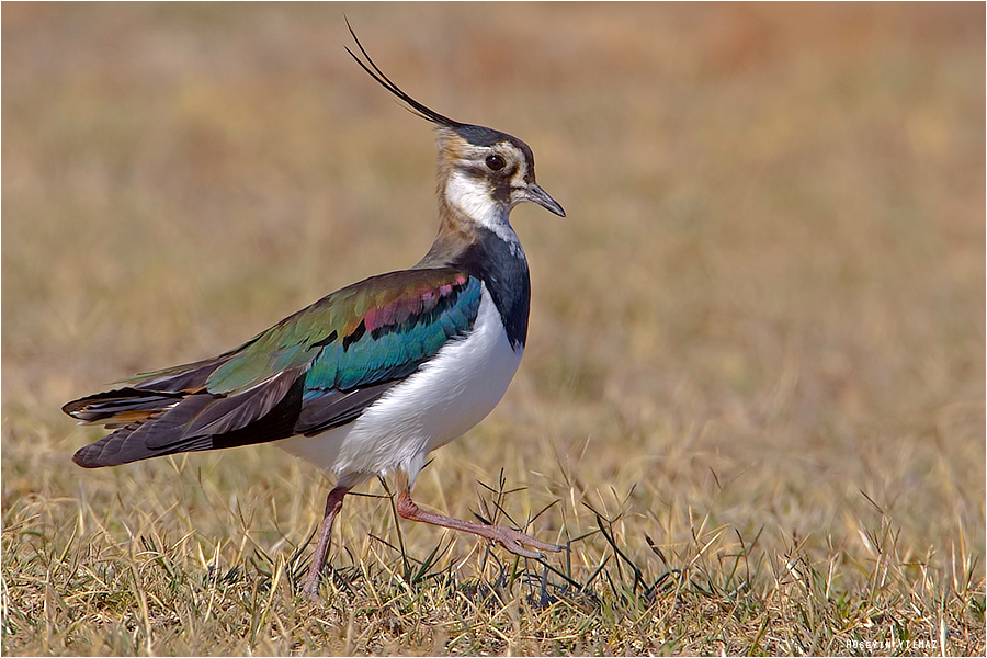 Northern Lapwing