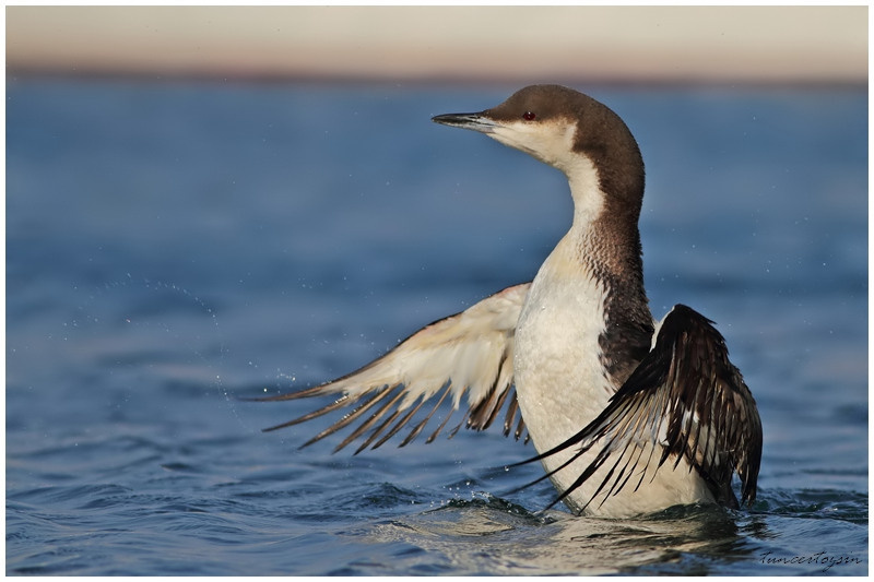 Black-throated Loon