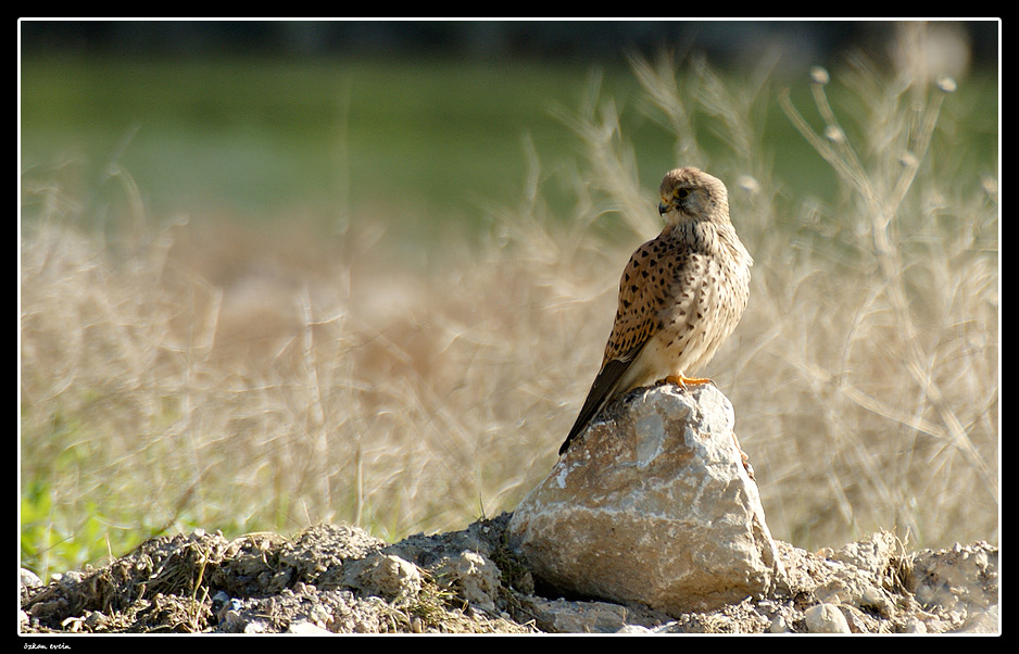 Common Kestrel