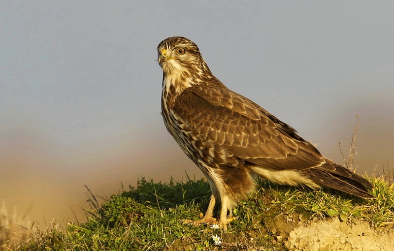 Common Buzzard