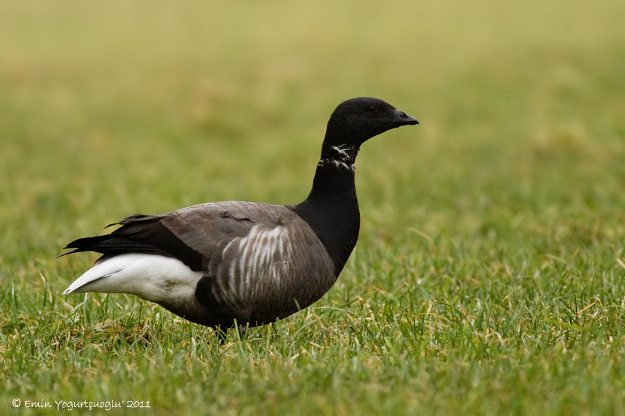 Brant Goose