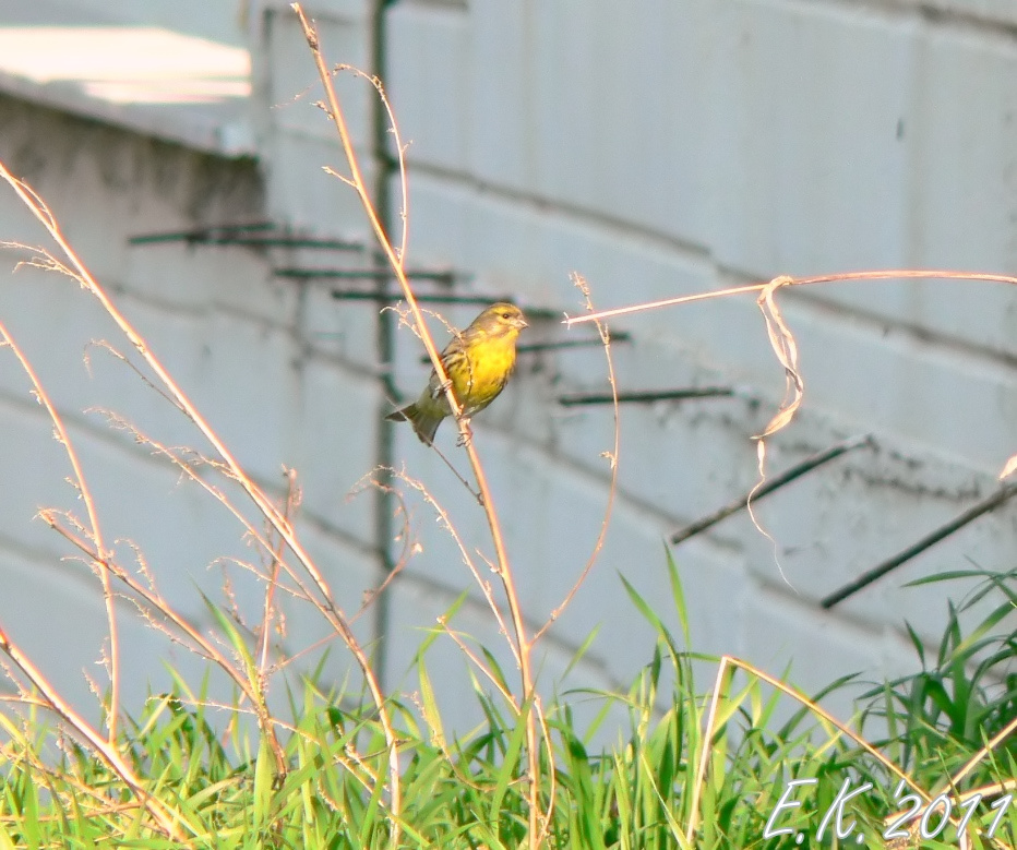European Serin