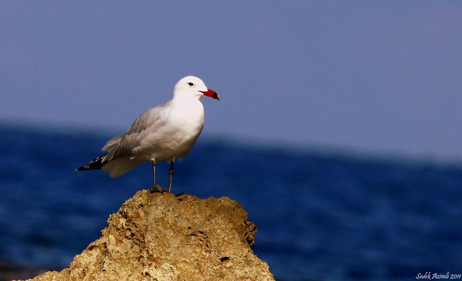 Audouin`s Gull