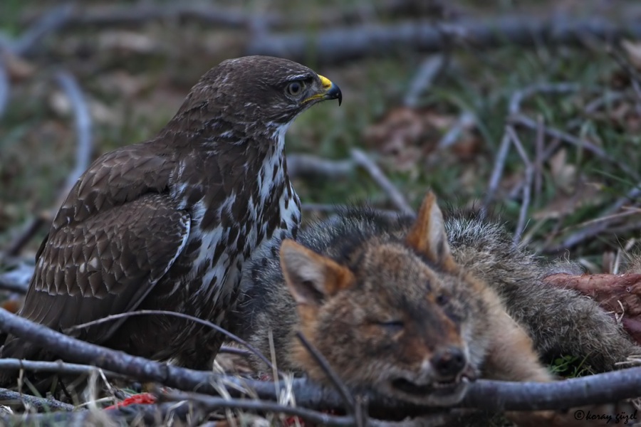 Common Buzzard
