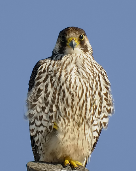 Peregrine Falcon