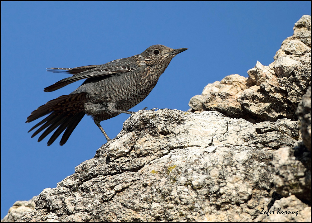 Blue Rock Thrush
