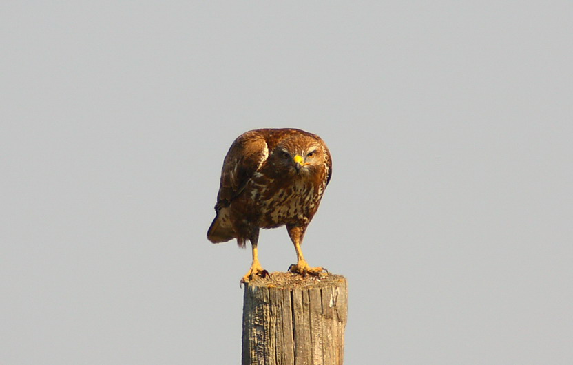 Common Buzzard