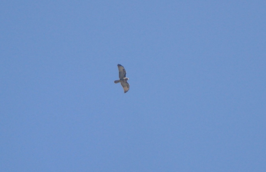 Common Buzzard