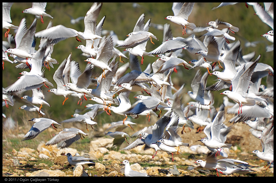 Black-headed Gull