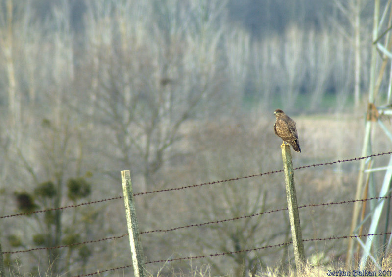 Common Buzzard