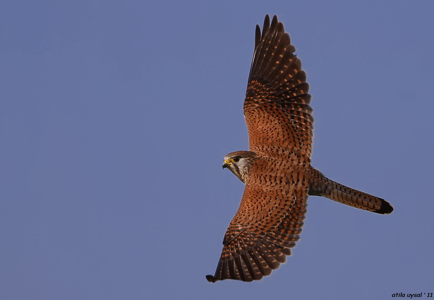 Common Kestrel