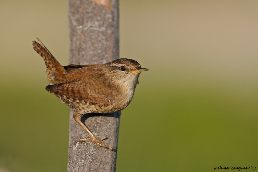 Eurasian Wren
