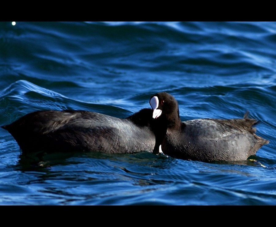 Eurasian Coot