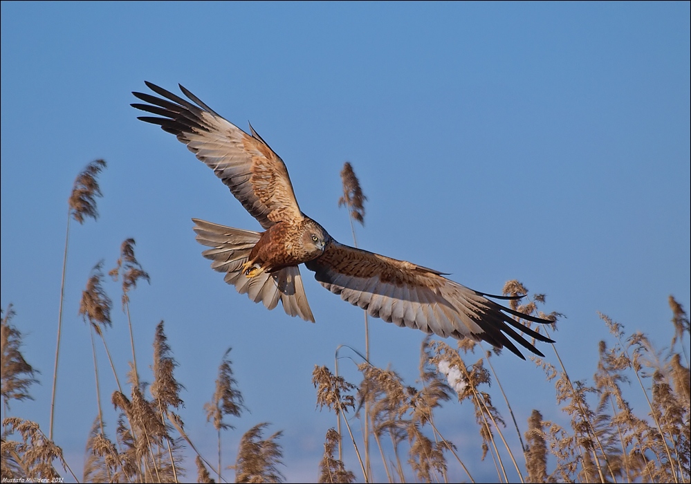 Western Marsh Harrier