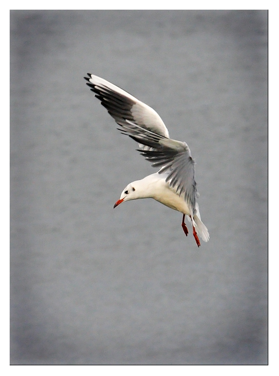 Black-headed Gull
