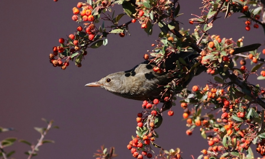 Common Blackbird
