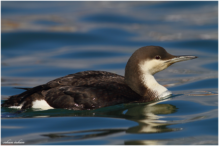 Black-throated Loon